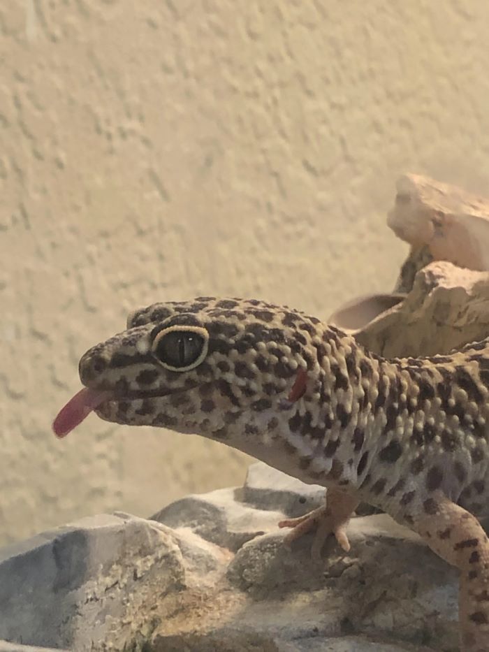 Why Do Leopard Geckos Flick Their Tongues?