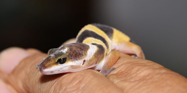 baby-leopard-gecko-tips-640x320-9090650