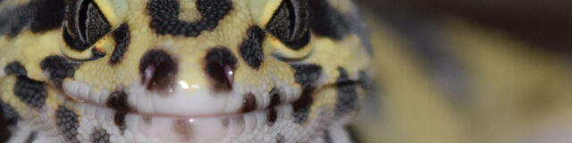 common-noises-leopard-geckos-can-make-640x160-2077620