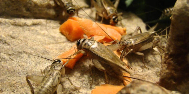 crickets-eating-carrots-long-640x320-9181517