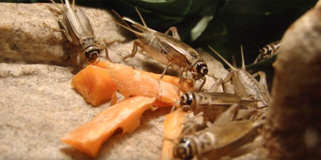 feeding-crickets-to-leaopard-geckos-640x320-5103326