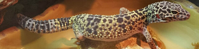fluid-treatment-in-leopard-geckos-640x160-3629635