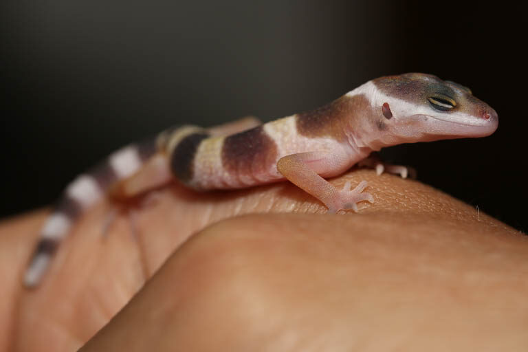 handling-a-baby-leopard-gecko-2374536