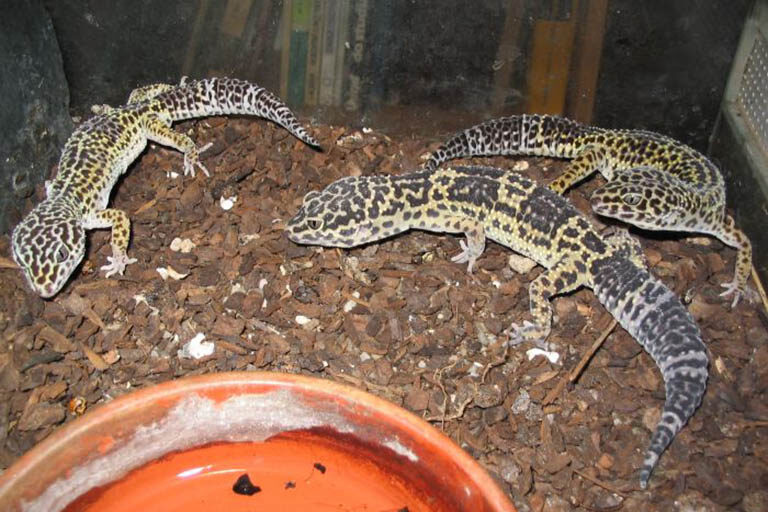 harem-of-leopard-geckos-4303532