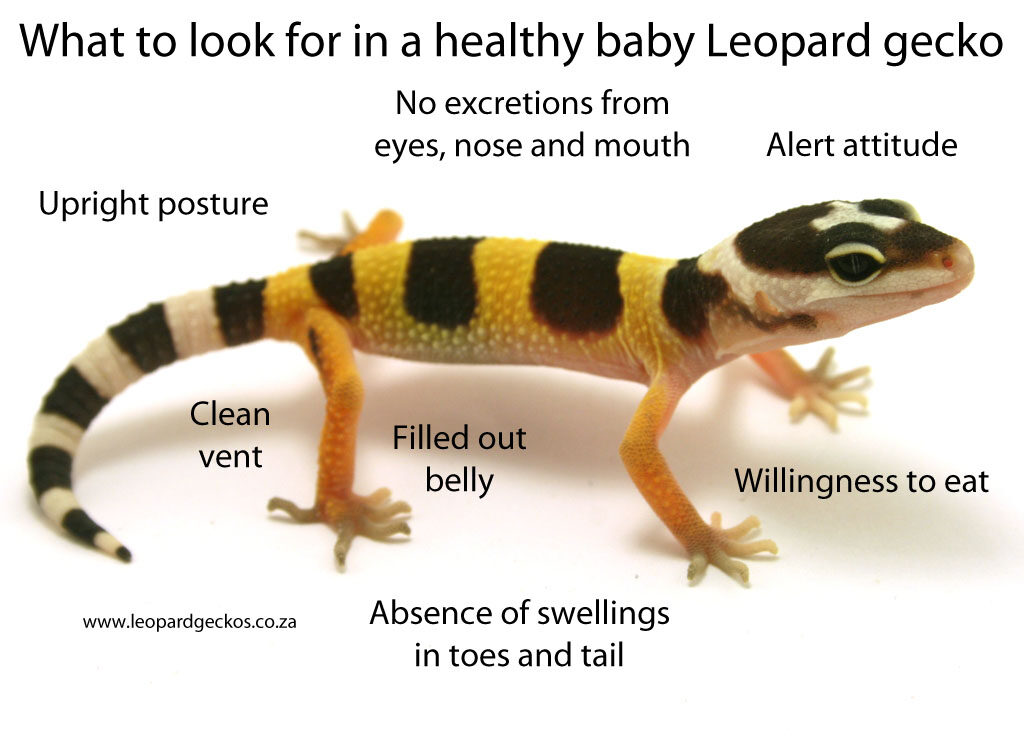 healthy-baby-leopard-gecko-pinterest-8967432