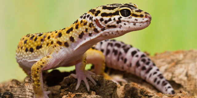 healthy-leopard-gecko-behaviour-640x320-7539826