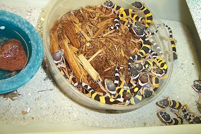 leopard-gecko-babies-2318260