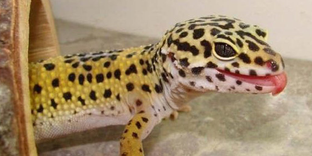 leopard-gecko-bite-wounds-1024x512-2681998