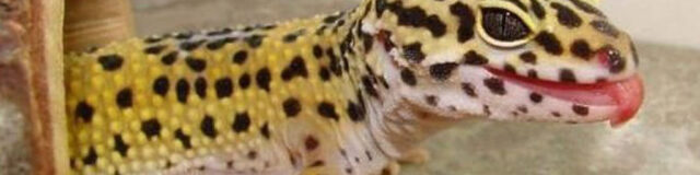 leopard-gecko-bite-wounds-640x160-9535090