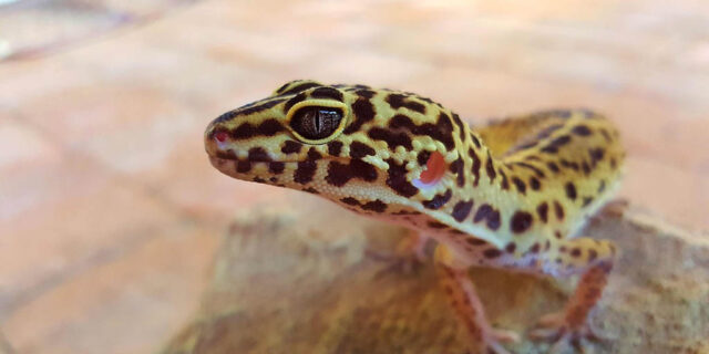 leopard-gecko-defaecatorial-behaviour-640x320-9517388