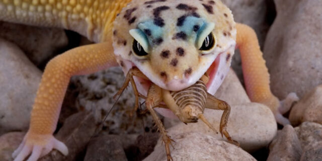 leopard-gecko-eating-behaviour-640x320-1667648