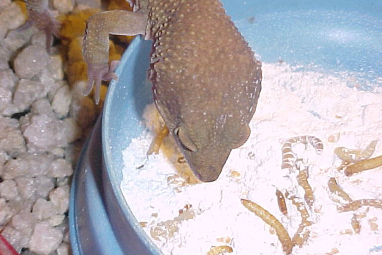 leopard-gecko-eating-powdered-mealworms-1978811