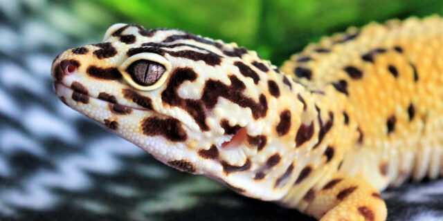 leopard-gecko-electrical-timers-640x320-7336872