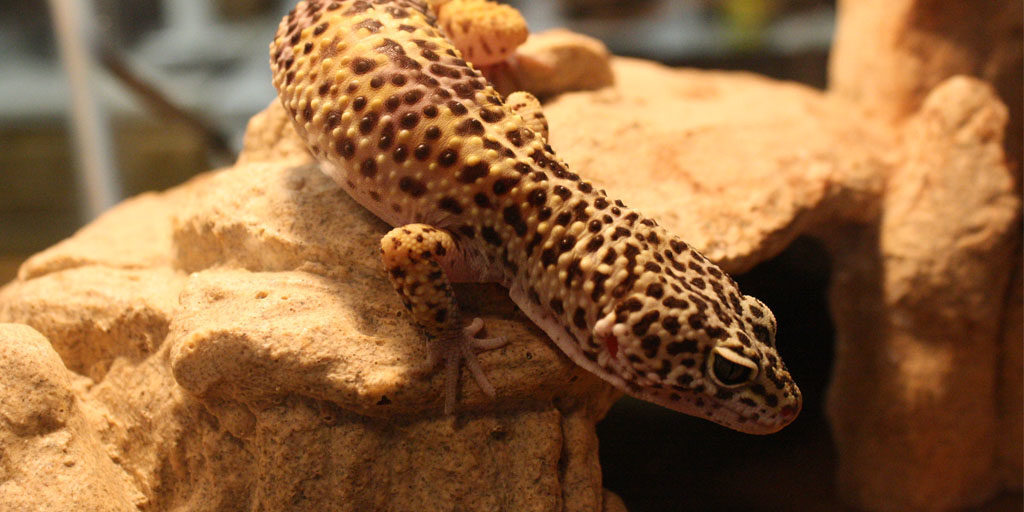 leopard-gecko-hiding-1-1024x512-9191349