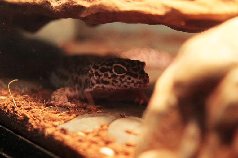 leopard-gecko-hiding-3260868