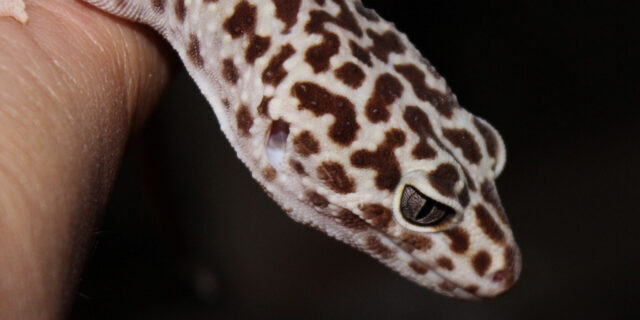 leopard-gecko-photoperiod-640x320-1101687