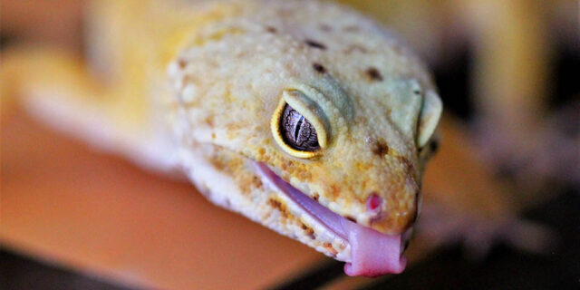 leopard-gecko-supplementation-through-food-dusting-640x320-7388311