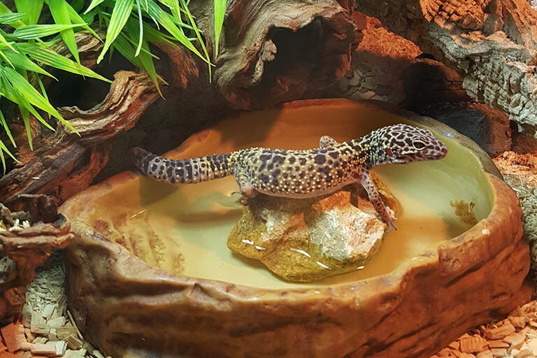 leopard-gecko-terrarium-example-5129203