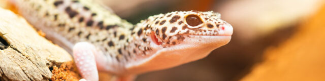 leopard-gecko-thermometers-640x160-1071792