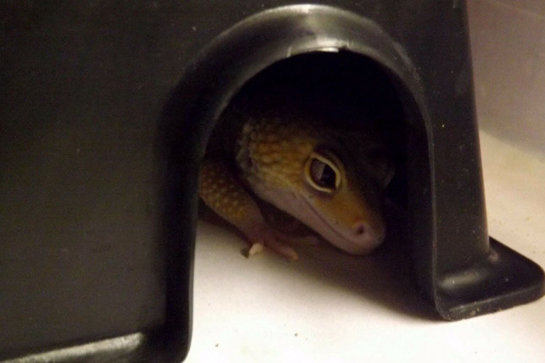 simple-leopard-gecko-hide-box-3729010