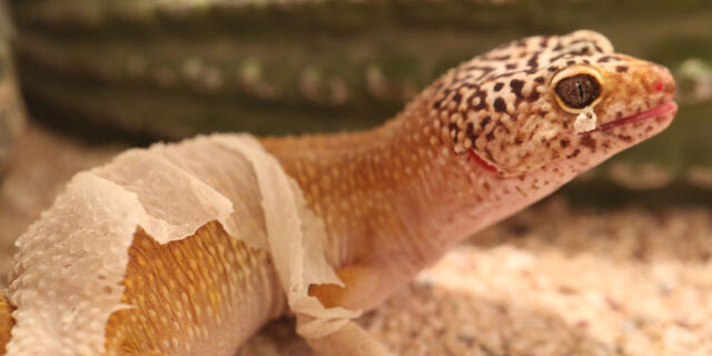 skin-shedding-problems-in-leopard-geckos-640x320-7478070