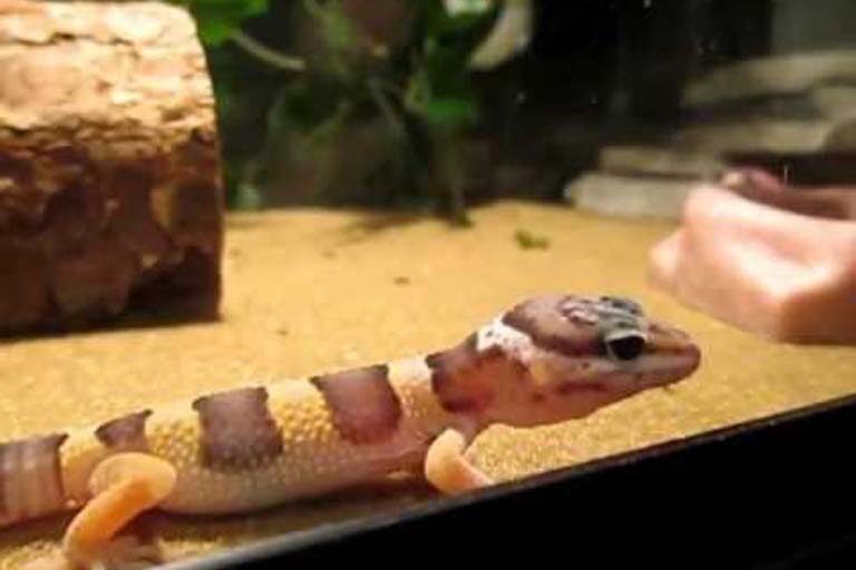 stressed-baby-leaopard-gecko-8566299