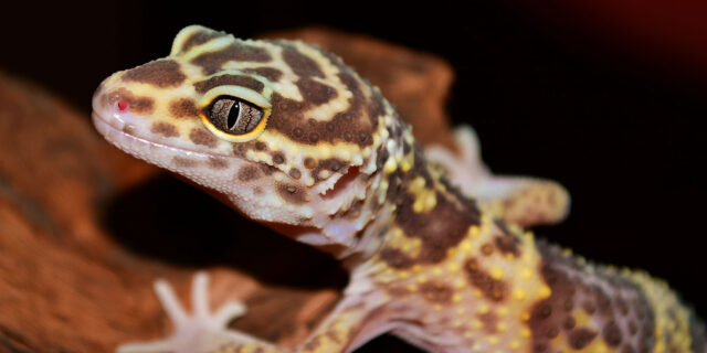 supplying-heat-to-leopard-geckos-640x320-9891468