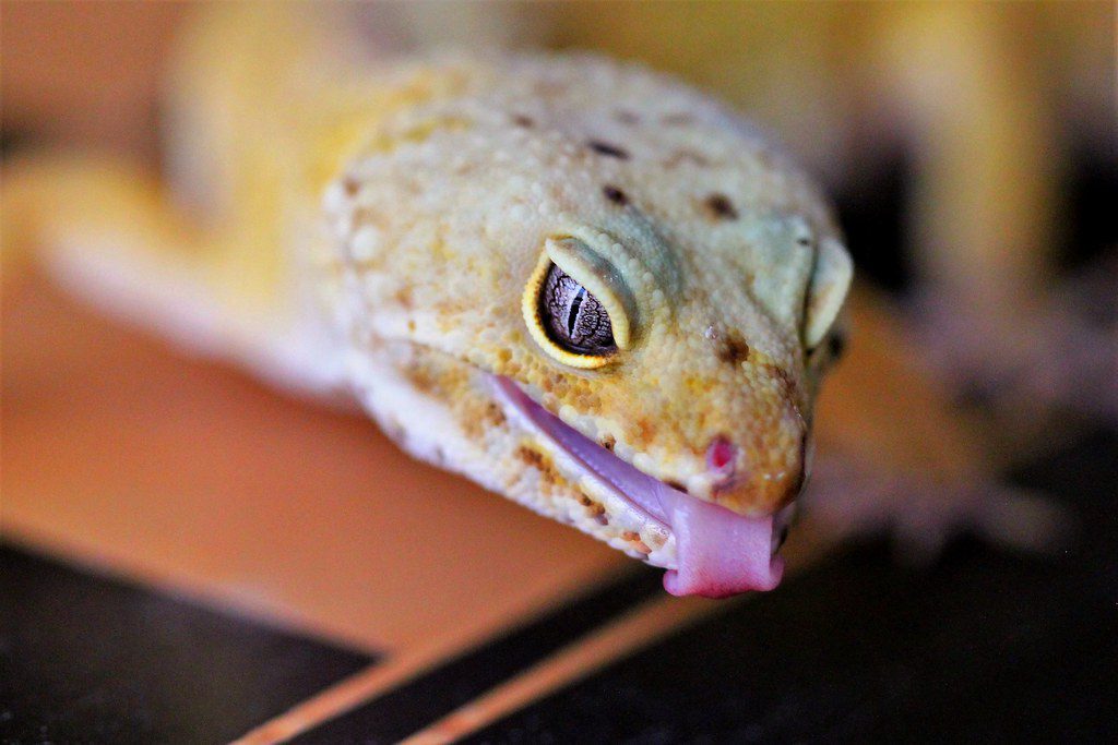 Leopard Gecko 