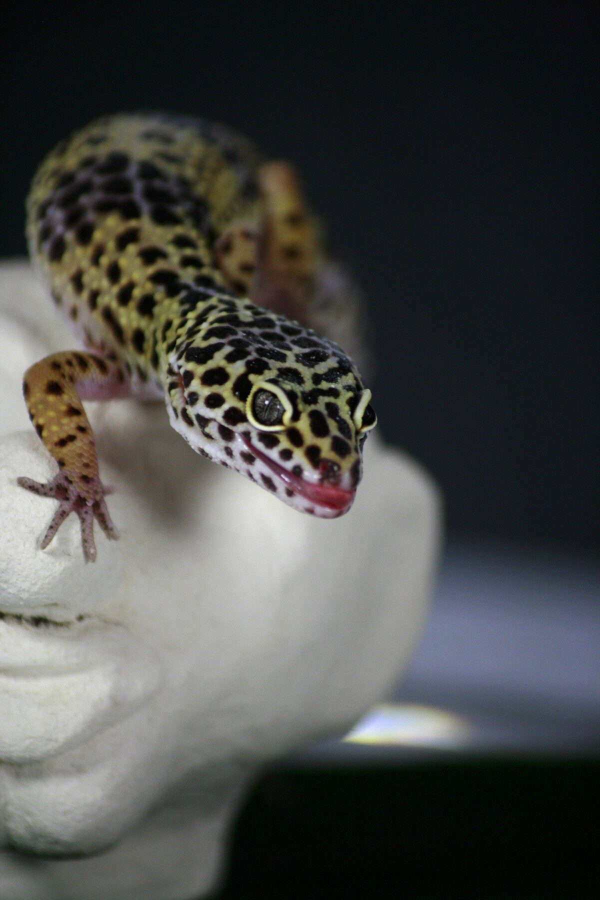 leopard gecko