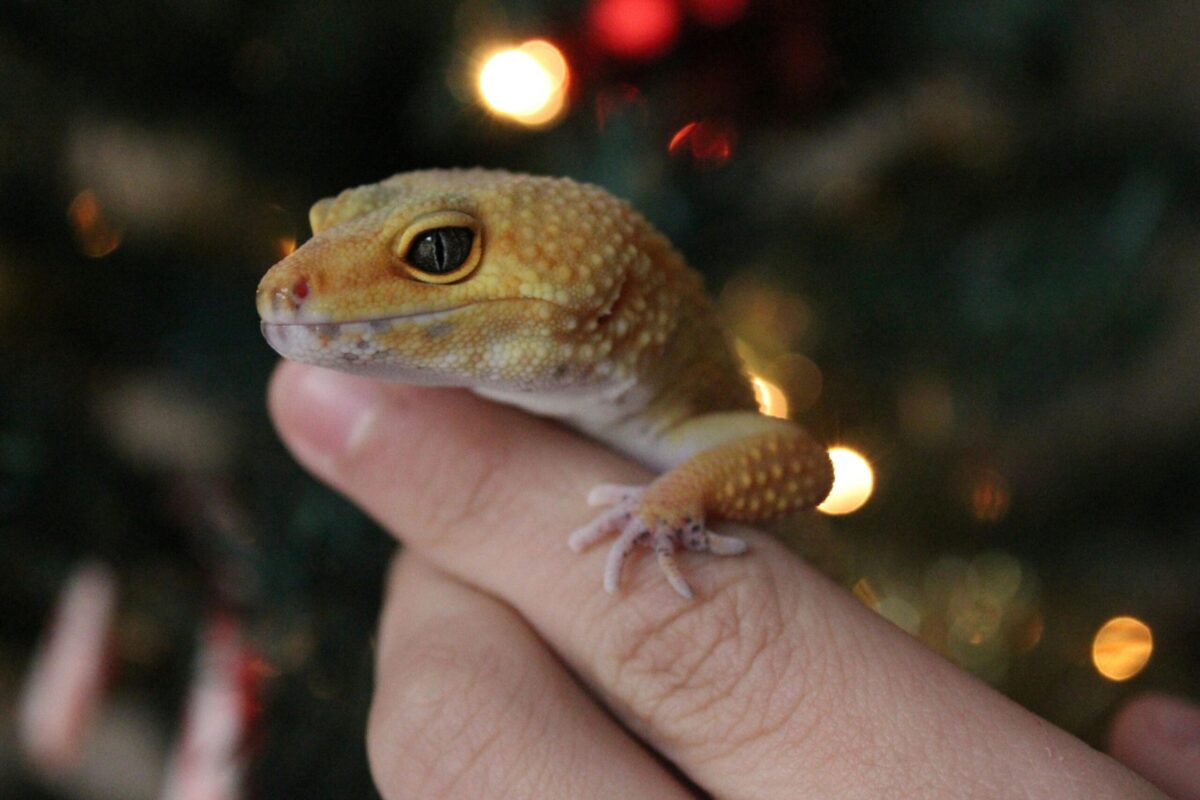 Leopard Gecko care