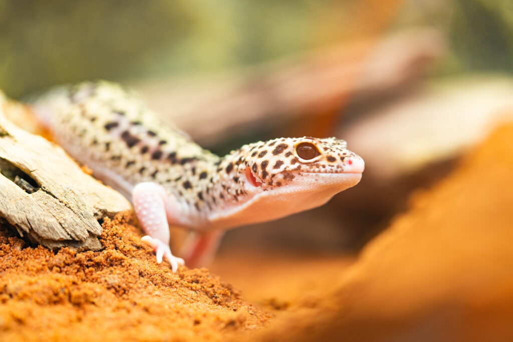 5 common noises Leopard geckos can make