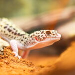 5 common noises Leopard geckos can make