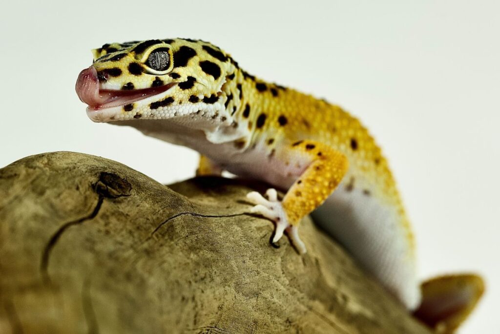 Breeding behaviour in Leopard geckos
