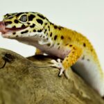 Leopard Gecko Breeding Behavior – A Complete Overview