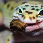 Feeding Dubia roaches to Leopard geckos