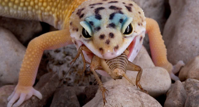 Feeding pet Leopard geckos