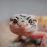 Feeding silkworms (B. mori) to Leopard geckos