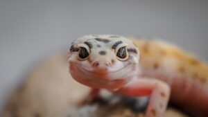 Feeding silkworms (B. mori) to Leopard geckos