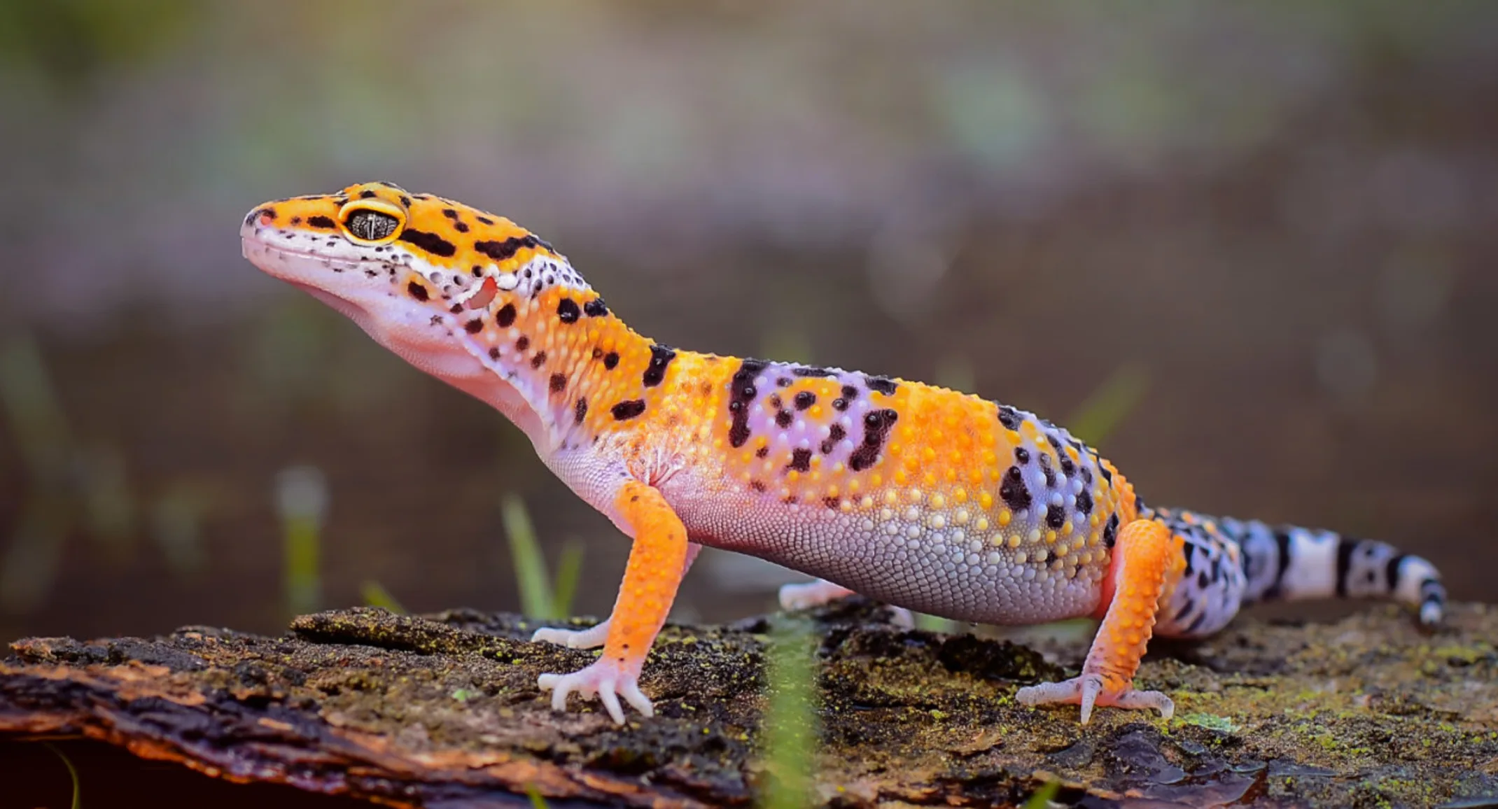 General Leopard gecko care