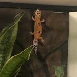 Glass Climbing in Leopard Geckos – Causes and Safety Tips