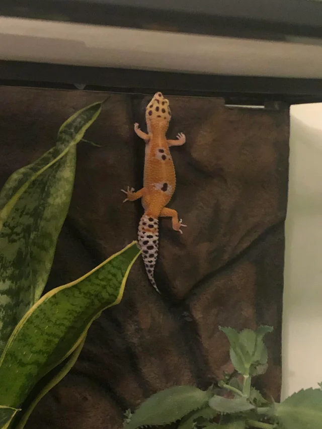 Glass climbing behaviour in Leopard geckos