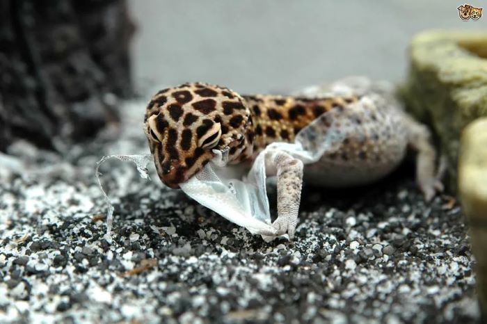 Introduction to skin shedding in Leopard geckos