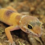 Leopard Gecko Breeding Basics – Tips for Success