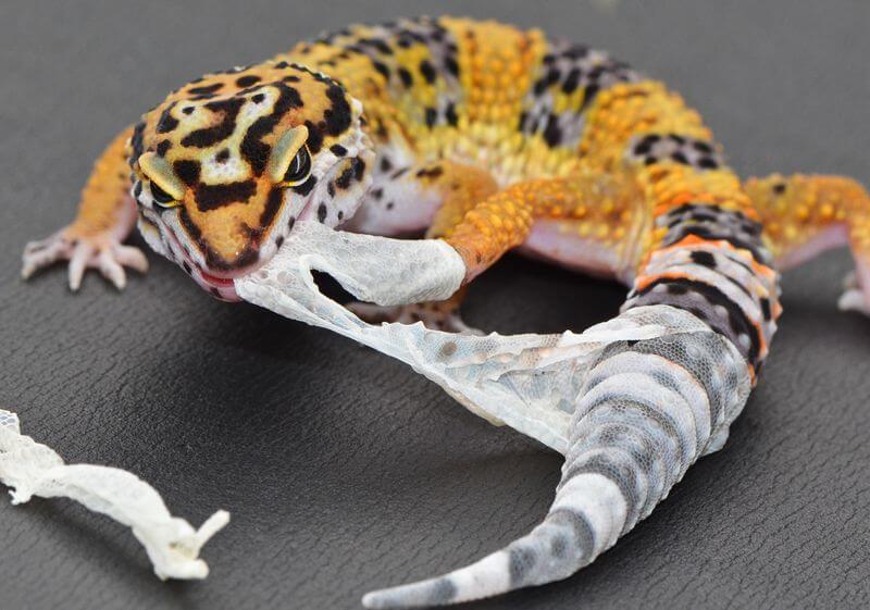 Leopard Gecko Skin shedding and a peeling affair