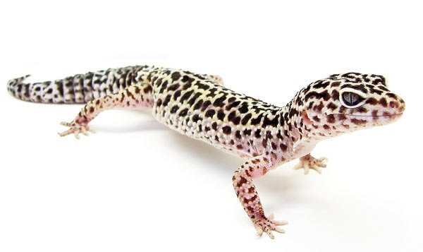 Leopard Gecko ceratophagia