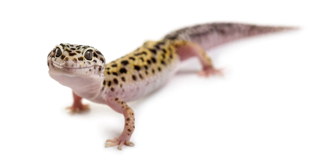 Leopard Gecko mating behaviour