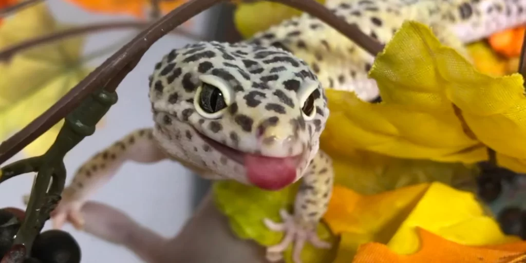 Leopard gecko bites (FAQs)