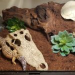 Leopard gecko quarantine: Why, how long?