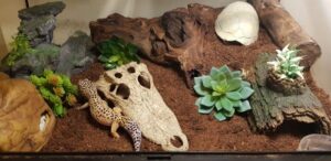 Leopard gecko quarantine: Why, how long?