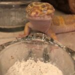 Essential Supplementation for Leopard Gecko Health